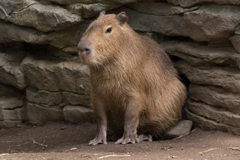 Capybara